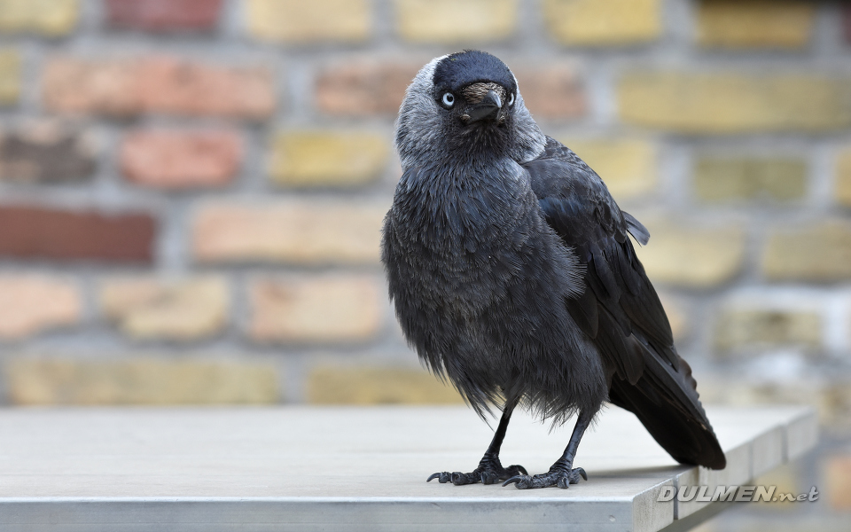 Western jackdaw (Coloeus monedula)